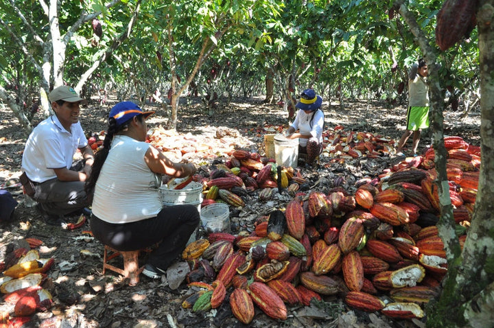 Kakaoernte in Peru, geöffnete Kakaofrüchte in vielen Farben auf einer Agroforstfläche